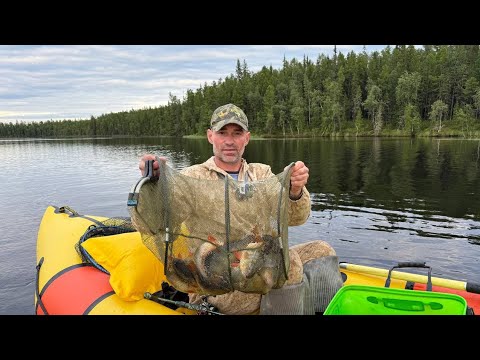 Видео: Рыбалка  на спиннинг ,на лесном озере.крупный окунь.