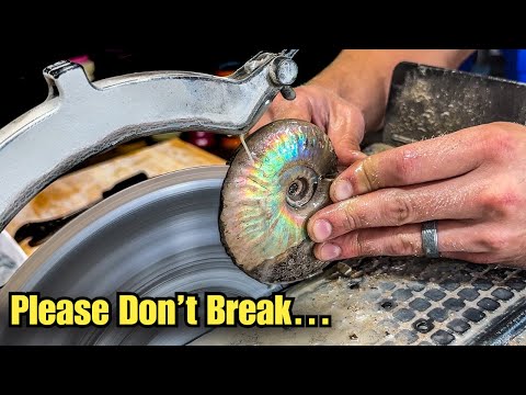 Видео: Есть ли внутри моего хрупкого окаменелого аммонита КРИСТАЛЛЫ?!