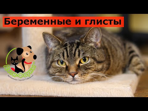 Видео: Можно ли давать препараты от глистов беременной кошке / собаке?