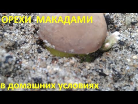 Видео: Орехи Макадами в домашних условиях