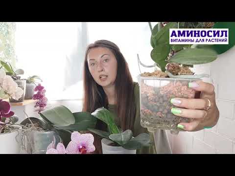 Видео: ЛУЧШИЙ ГРУНТ для ОРХИДЕИ и даже мертвый цветок вмиг нарастит корни и зацветет- Ирина Давтян