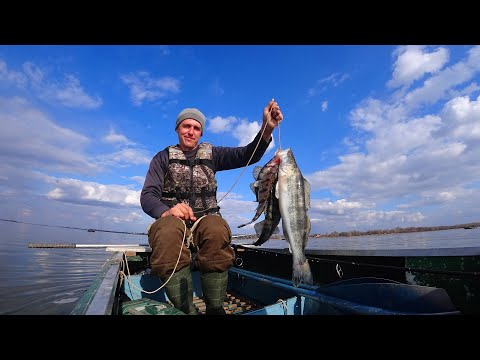 Видео: ХВАТАЕТ ВСЁ, ЧТО ДВИГАЕТСЯ. Активный судак на Волге. Ловля судака на джиг. Рыбалка на спиннинг.