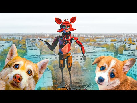 Видео: МАГИЯ МЕЛКОГО КОРГИ КОРЖИКА!! Хаски Бубулик Говорящая собака