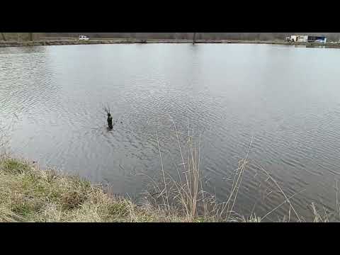 Видео: Рыбалка, Ставропольский край (КМВ), Колхозные пруды, п. Нижнеподкумский.