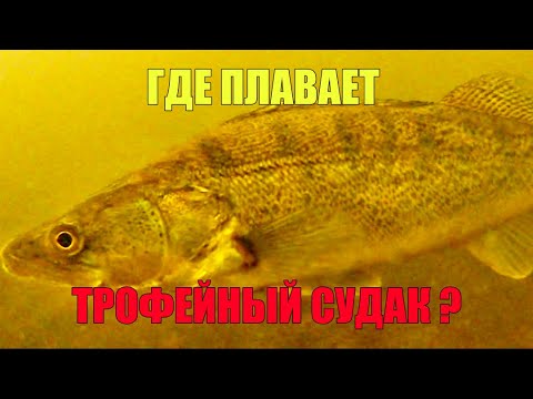 Видео: ПОДВОДНЫЕ СЪЁМКИ.  Ищем трофейного СУДАКА с подводной камерой.