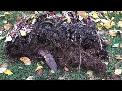 Видео: Пересадка лохини восени. Пересадка лохини на нове місце. Лохина. Голубика. Пересаджуємо лохину.