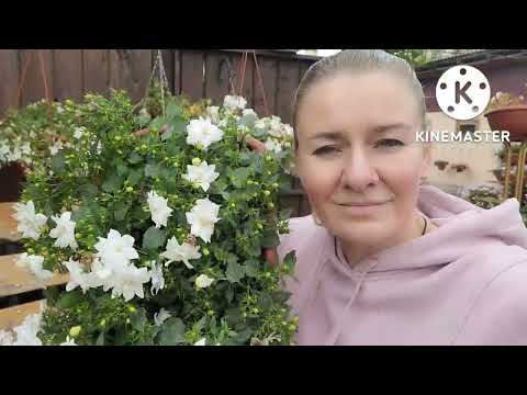 Видео: Красавица КАМПАНУЛА, как обрезать и сохранить зимой. Опыт и советы от Ани 923-214-67-20