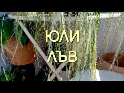 Видео: 🌼 Месец Юли за зодия Лъв 🌼