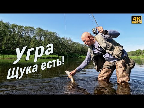 Видео: Щука на реке Угра, но хотелось голавля