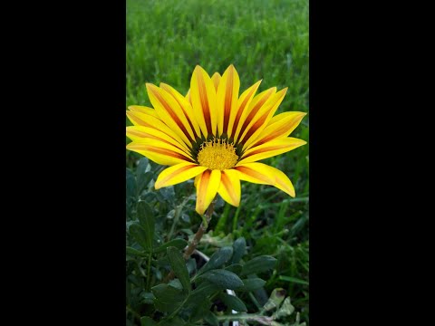 Видео: Черенкование Гацании