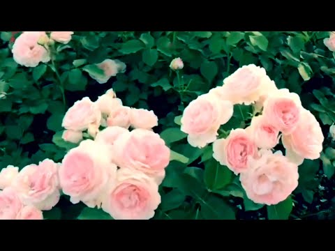 Видео: Розы. Основные ошибки при создании розария. Новичкам на заметку. 🌹🌹🌹