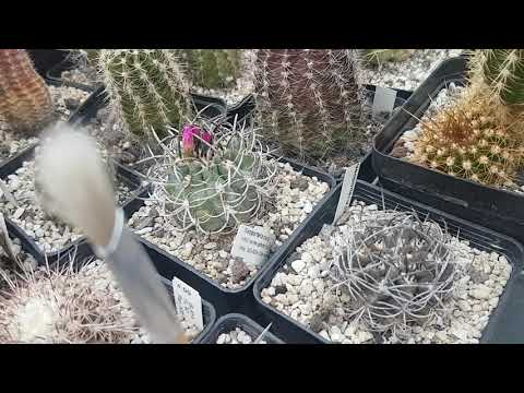 Видео: Неопортерии - зимнецветущие кактусы.Neoporteria.