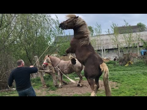 Видео: Коні Ваговози. Вигнали на пасовисько Пушу і Волгу.Жеребець Гуліпан.Привезли кобилу до жеребця!