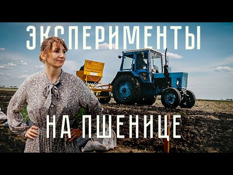 Видео: ОПЫТ НА ПШЕНИЦЕ: 4 эксперимента, которые стоит увидеть!