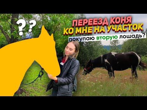 Видео: Как конь жил МЕСЯЦ у меня на участке ОДИН? Нашла ему пару!