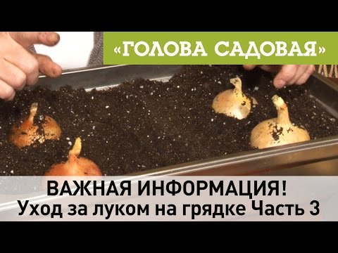 Видео: Голова садовая - ВАЖНАЯ ИНФОРМАЦИЯ! Уход за луком на грядке Часть 3