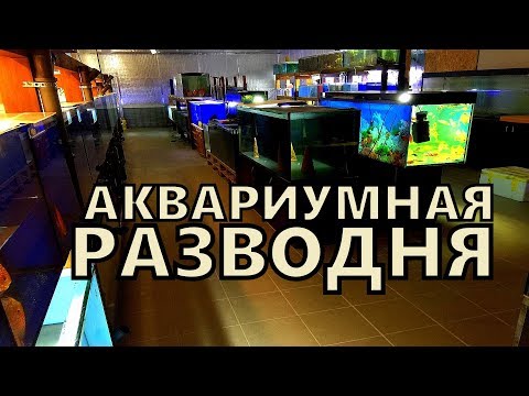 Видео: Аквариумная ферма в странах Балтии. Разведение аквариумных рыбок.