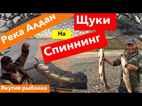 Видео: Рыбалка На Устье Алдана, Кэлэ, Кэнкэмэ, Белянка
