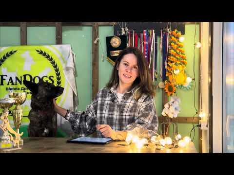 Видео: Как выбрать инструктора по дрессировке? Красные и зеленые флаги | ФАНДОГС 