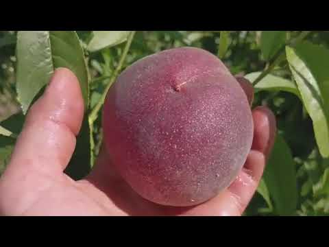 Видео: Персик Манон.  Peach Manon. Неперевершений смак