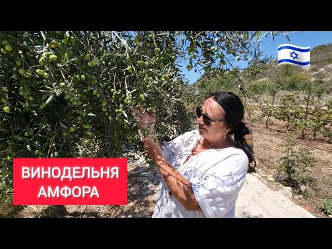 Видео: Популярная винодельня в Израиле. Приехали за вином и оливковым маслом