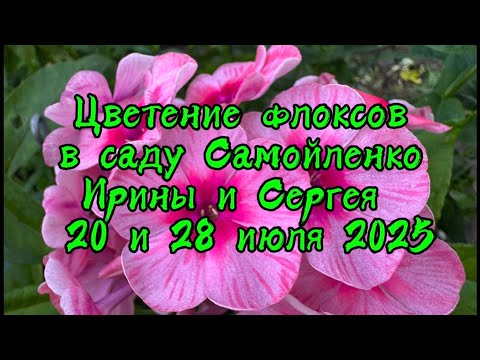 Видео: Цветение флоксов в саду у Самойленко Ирины и Сергея 