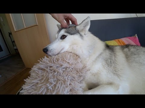 Видео: Что случилось с хаски во время помывки? Моем хаски и чихуахуа