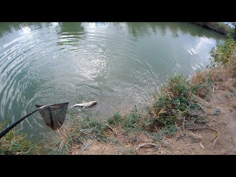 Видео: Бешеный клëв амура. Амур на кукурузу. маныч, веселовское водохранилище, рыбалка