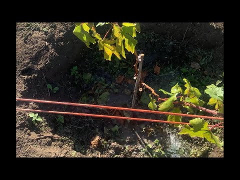 Видео: Калій разом з поливом під корінь в вересні