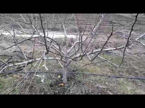 Видео: Формировка и обрезка сливы
