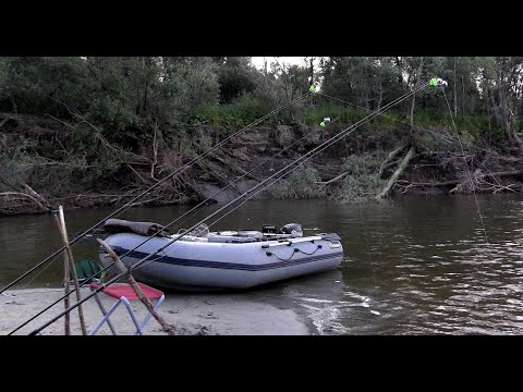 Видео: ОСЕТРЫ И СТЕРЛЯДЬ НА ДОНКУ,КРОКОДИЛЫ ЩУКИ НА ДЖИГ!! Рыбалка с ночевкой на Оби.