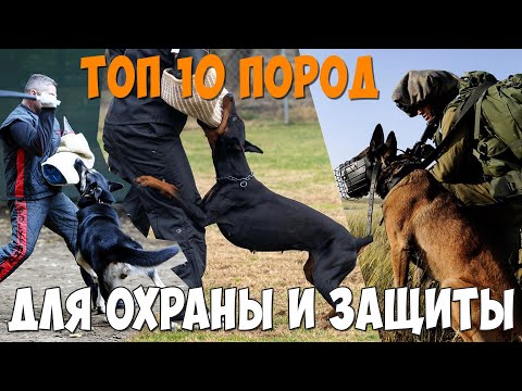 Видео: ТОП 10 пород собак для охраны и защиты