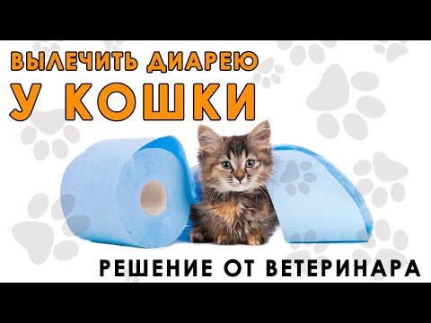 Видео: Что делать если у кошки или собаки началась диарея?