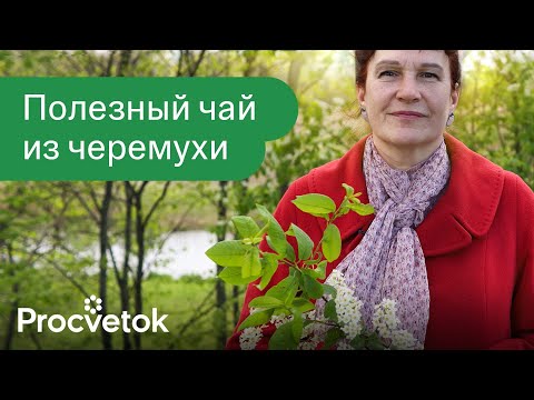 Видео: УКРЕПЛЯЕТ ЖЕЛУДОК И ЛЕЧИТ ЕГО РАССТРОЙСТВО! Готовим полезный чай из черемухи