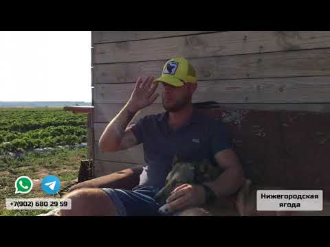 Видео: Клубника как бизнес для начинающих