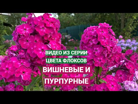 Видео: Вишневые и пурпурные флоксы