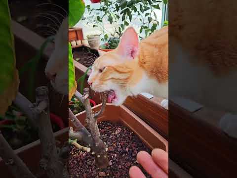 Видео: Садовые работы 🌸🌸🌸