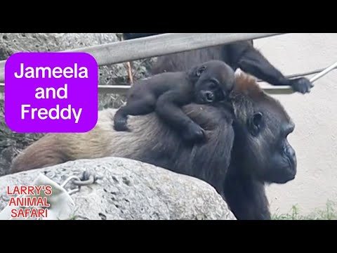 Видео: Малышка гориллы - Джамила #29 #гориллы