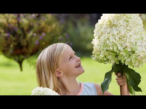 Видео: Как нарастить огромные шапки у гортензии?! Моя схема ухода и подкормок