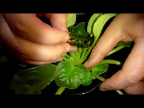 Видео: Размножение фиалок пасынками