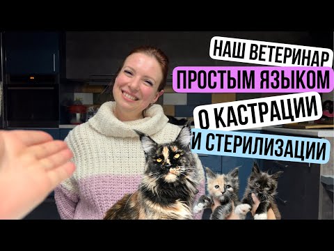 Видео: Стерилизация кошки. Кастрация кота. Рассказывает наш ветеринар!