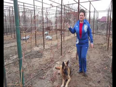 Видео: Виноград посадка, шпалеры, укрытие на зиму