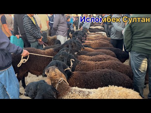 Видео: Молбозори Р- Н Дусти нархи Кучкор барра Совлук 2025 г.