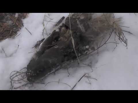 Видео: Поймал трех волков за раз (40,41,42 в общем счете)