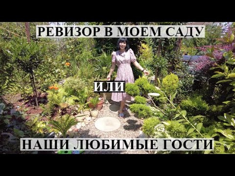 Видео: Ревизор в моем саду или любимые гости! =)