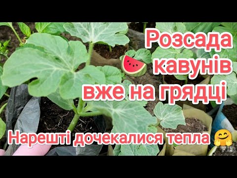 Видео: Розсаду кавунів та дині висадили на грядку 22 травня.