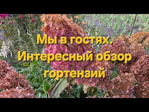 Видео: Обзор сортов Что впечатлило?