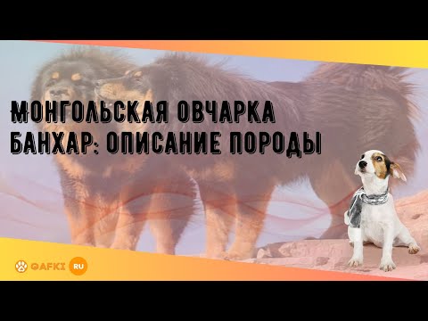 Видео: Монгольская овчарка банхар: описание породы