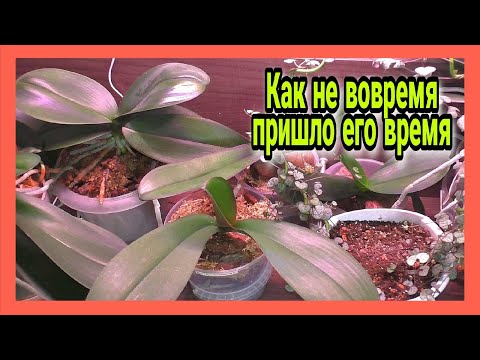 Видео: ЧП у моих ОРХИДЕЙ ❗️ ЭТО ВСЁ что МОГУ СКАЗАТЬ об этой приблуде Uniel ☝️