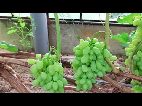 Видео: Виноградник в середине лета, сезон 2024